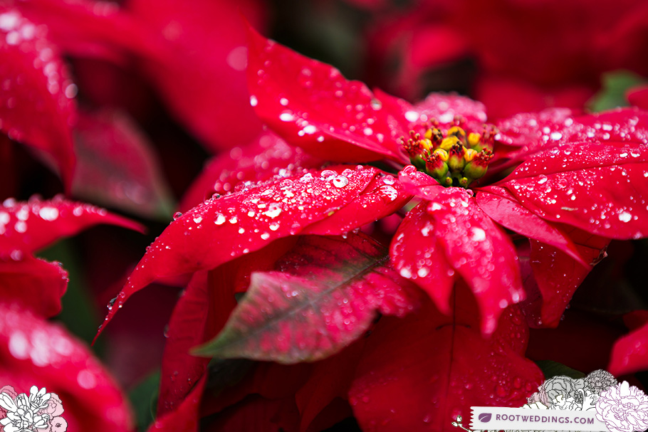 Walt Disney World Pointsettias Grand Floridian