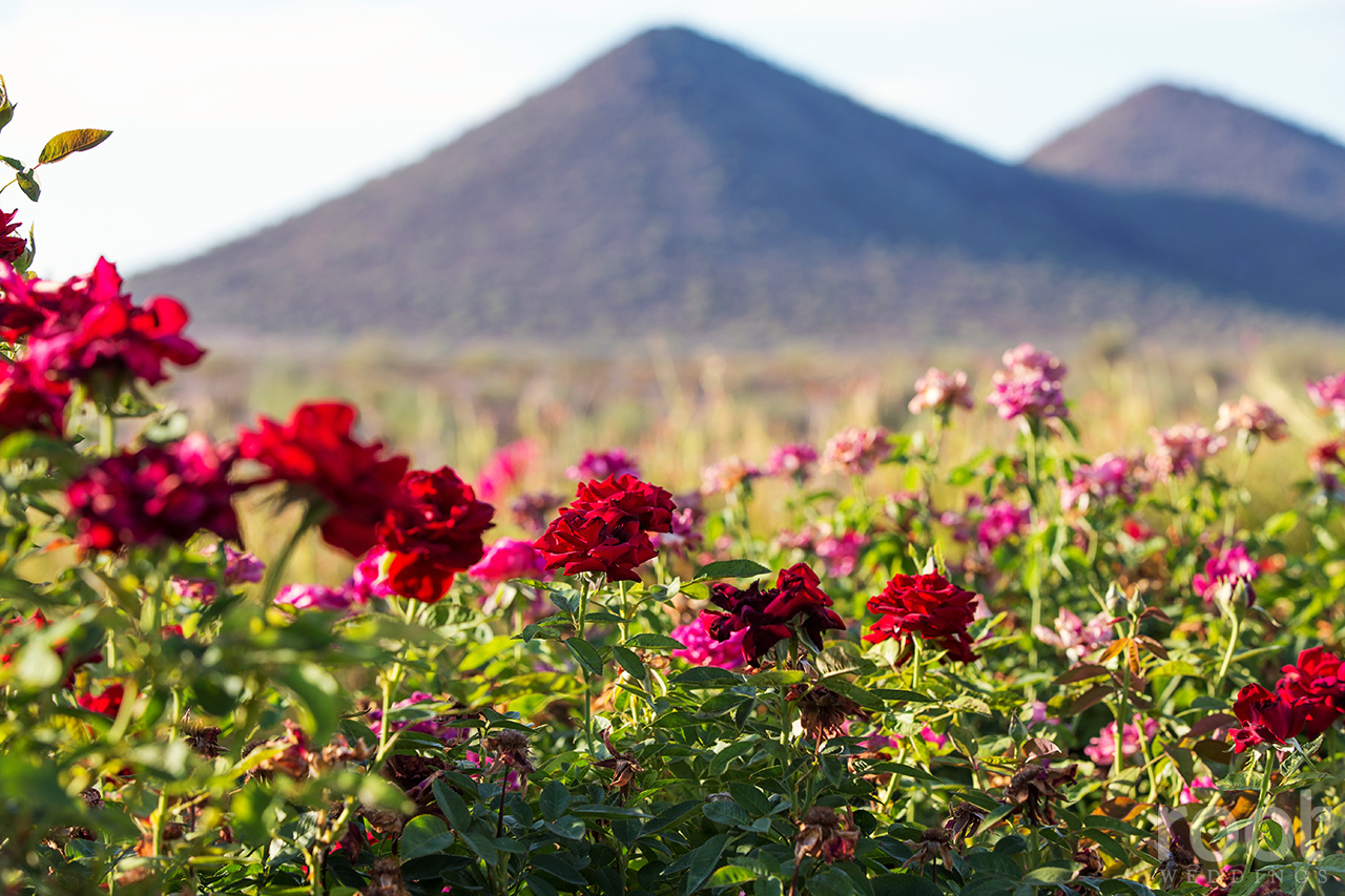 Blackstone Country Club Wedding in Peoria Arizona 45