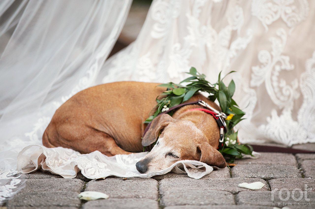 dachshund sleeping on a bride's wedding dress train
