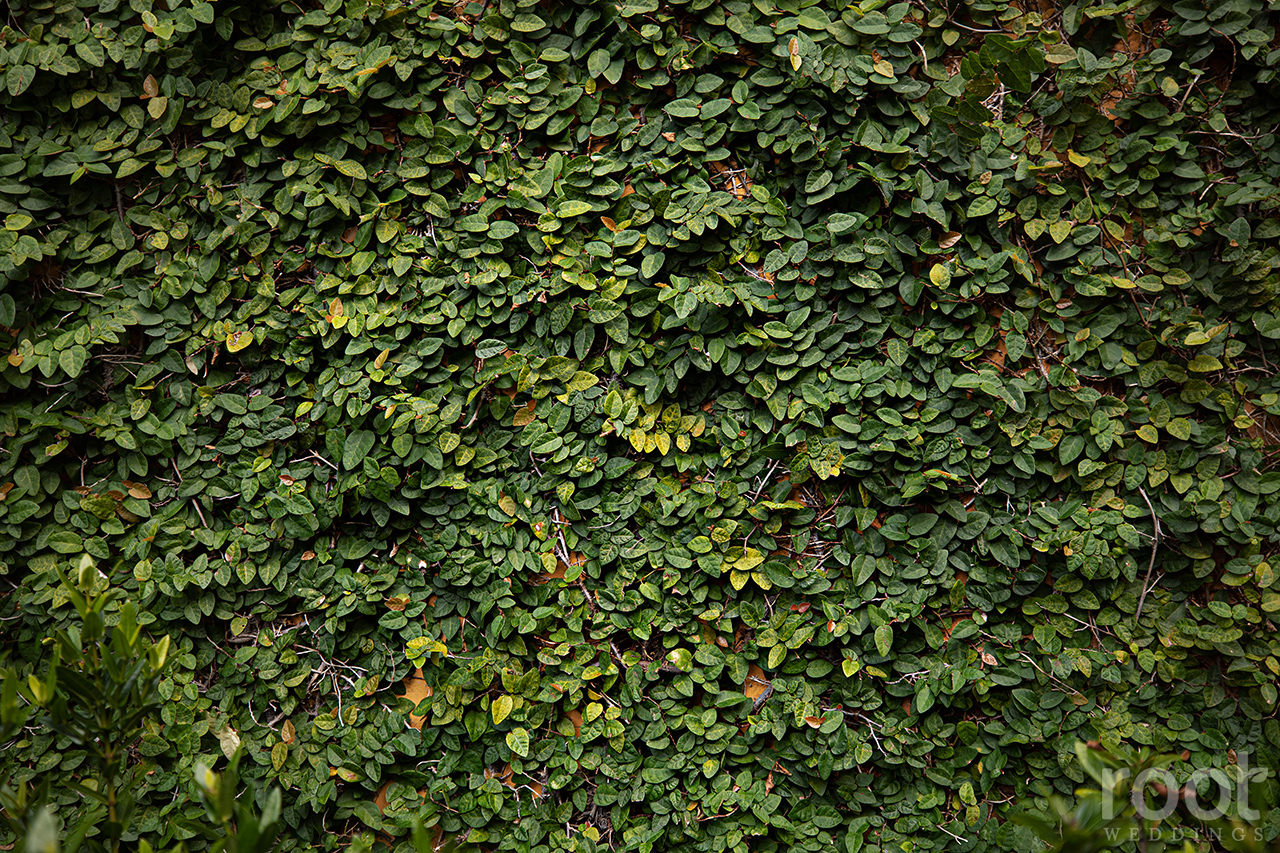 Ivy wall at Bella Collina